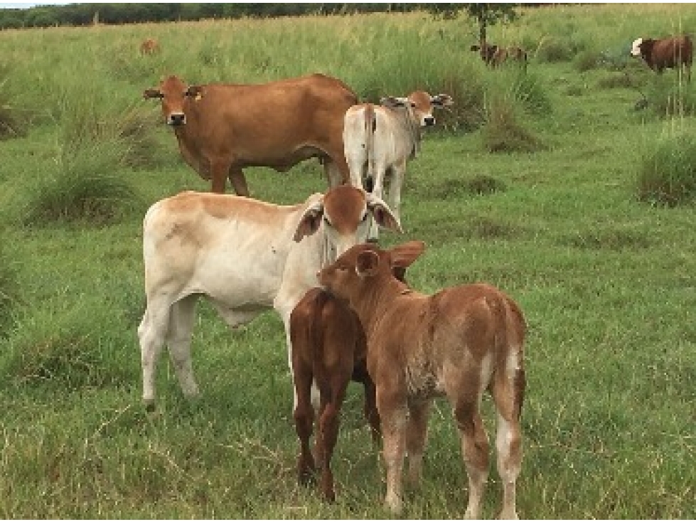 Estancia 7.500 Hectareas a 200 km de Asunción - 2