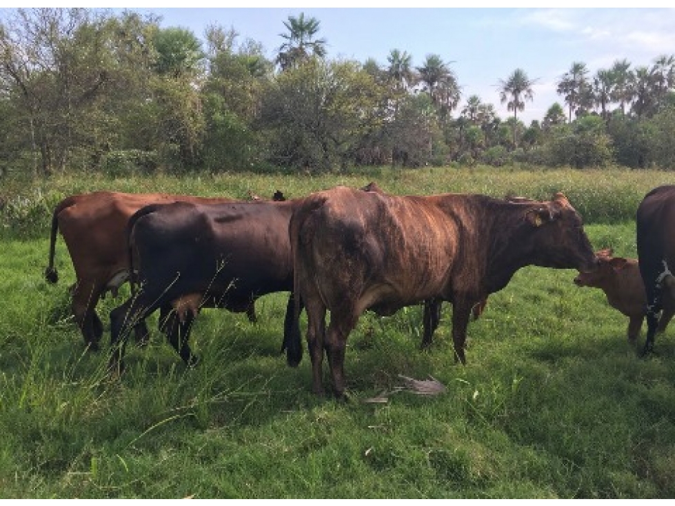 Estancia 7.500 Hectareas a 200 km de Asunción - 5