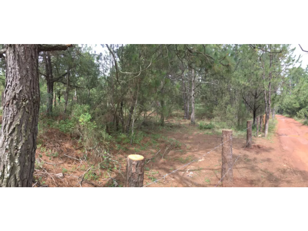 Terreno en Venta en El Fresno, Huasca de Ocampo, Hidalgo — foto 3