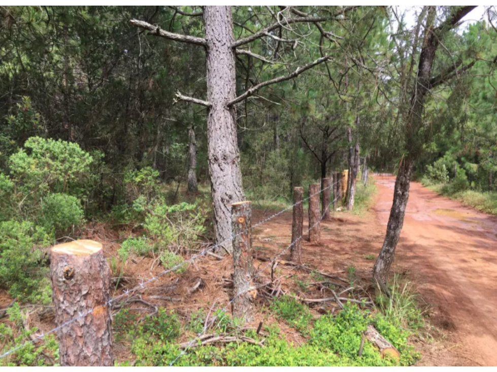 Terreno en Venta en El Fresno, Huasca de Ocampo, Hidalgo — foto 6