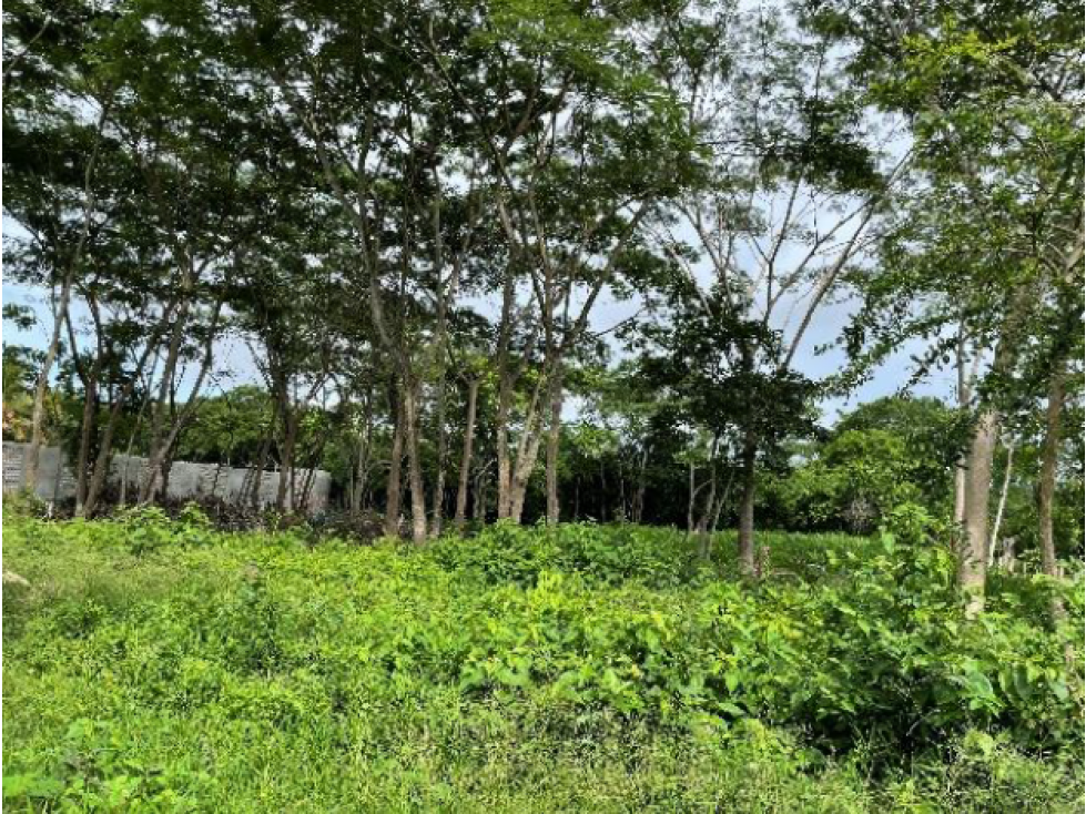 Lotes en venta en Urbanización Palma Verde, Montería - 1