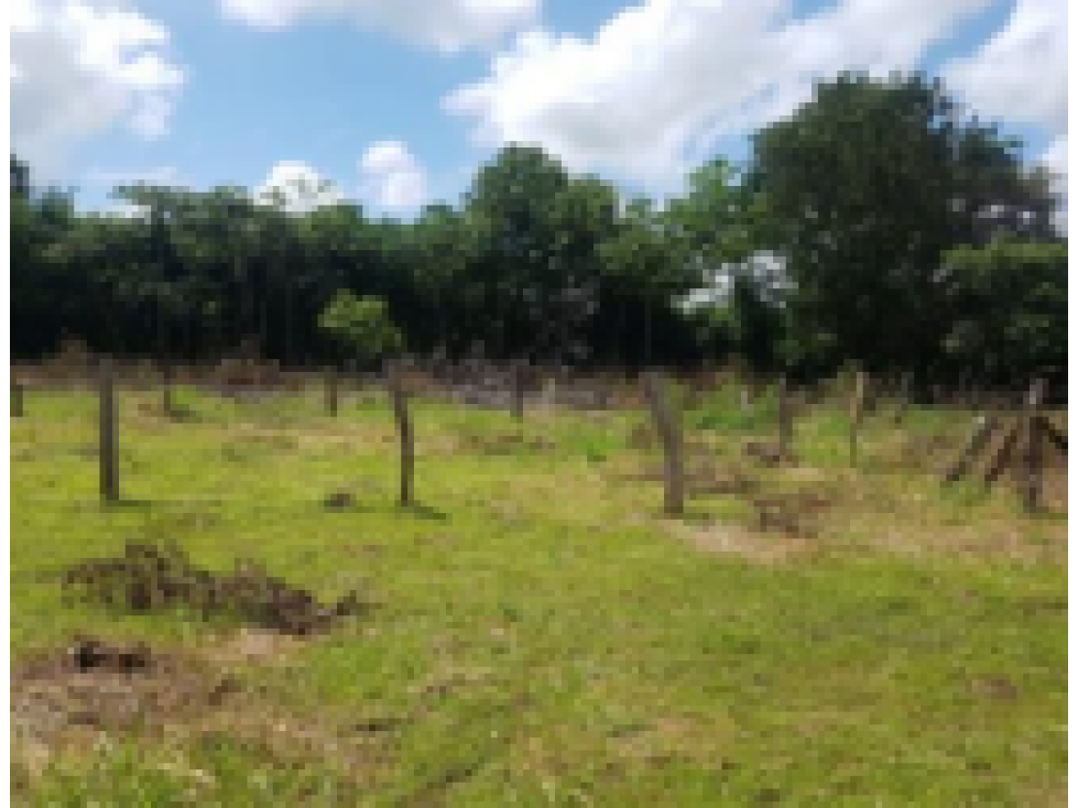 Lote - Terreno - Urbanización Villa Mariana, Yopal - Casanare — foto 2