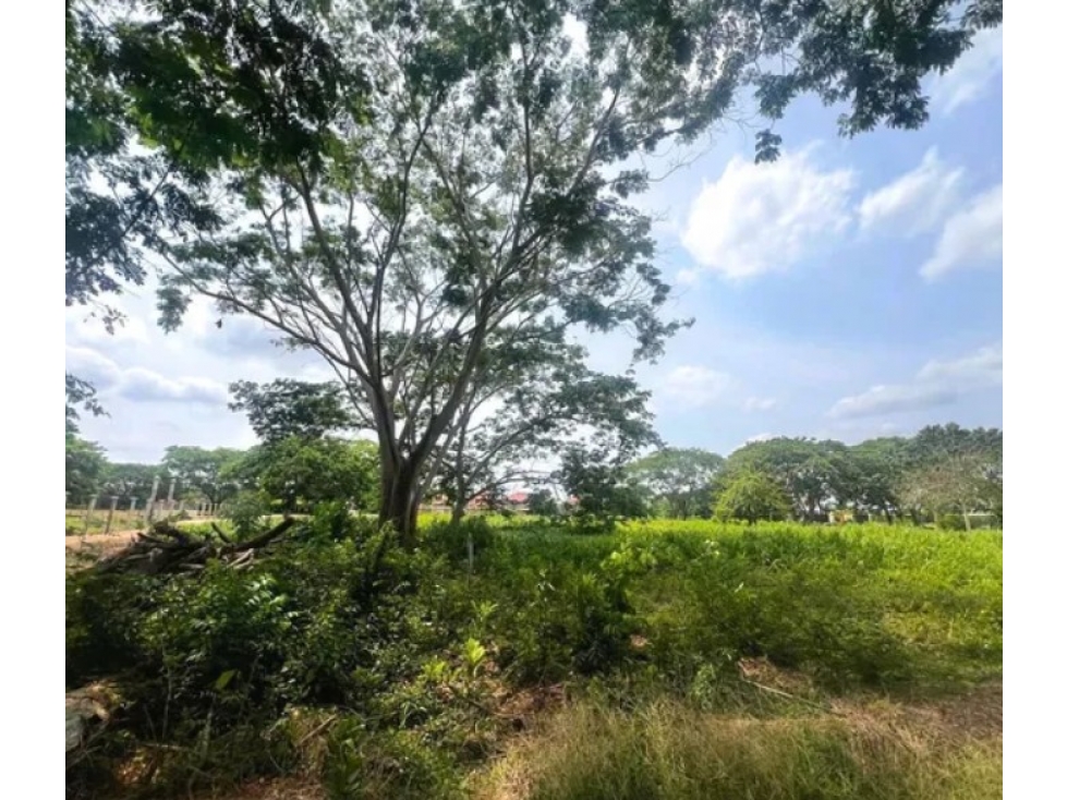 Lote1 y 2 , Urbanización Palma Verde - Monteria — foto 2