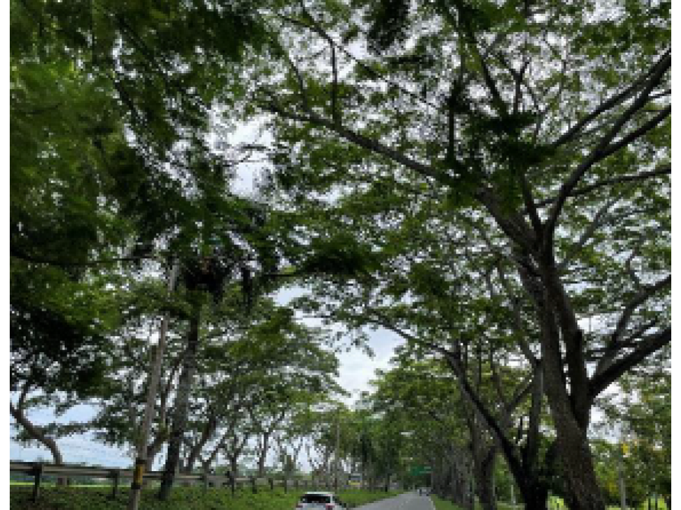 Lotes en venta en Urbanización Palma Verde, Montería - 2