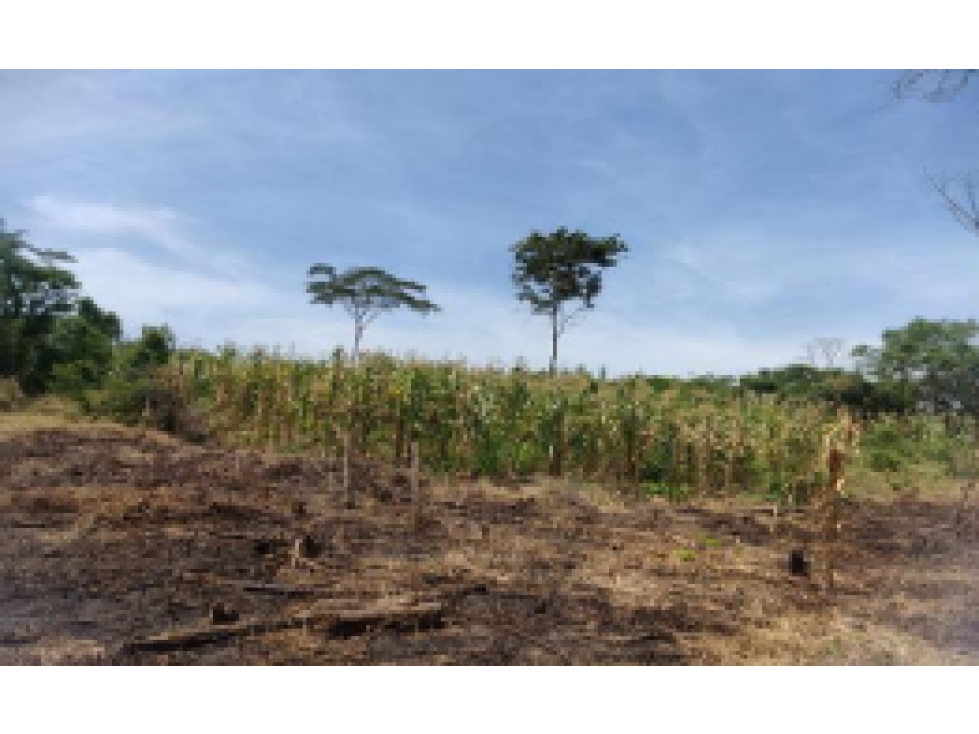 Finca - Terreno en El Carmen de Bolivar, Bolivar - 3