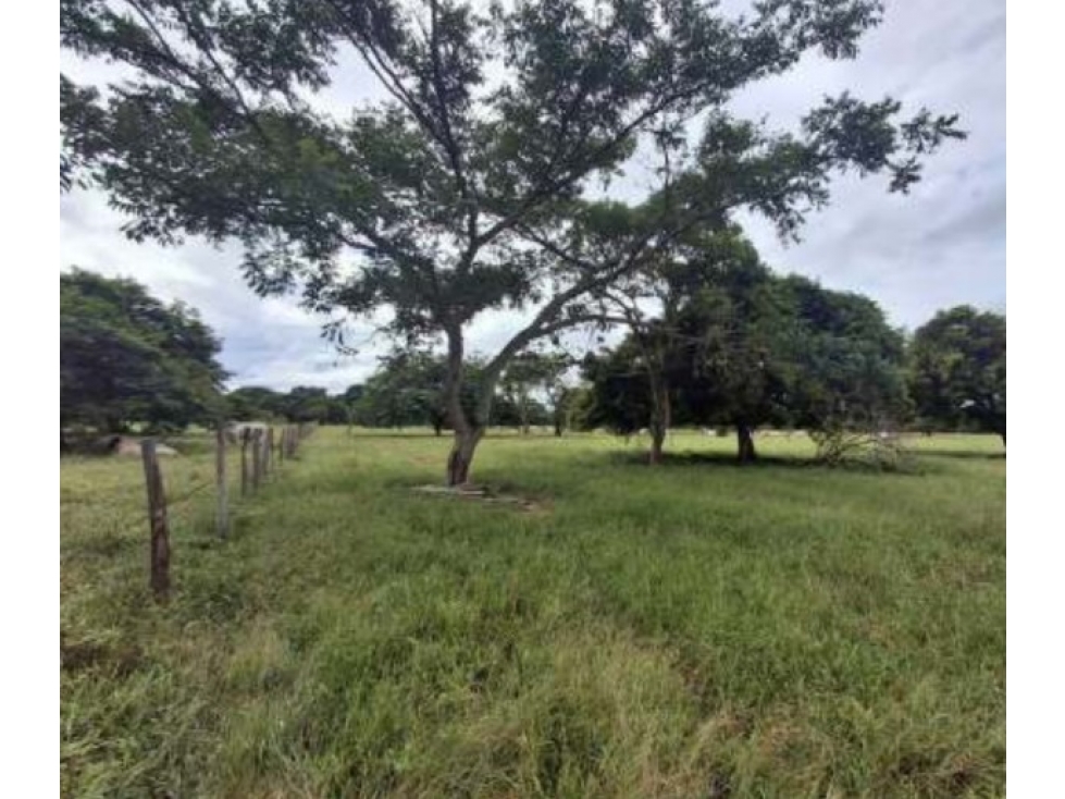 Lote Veda Jaguito Paz de Ariporo Casanare - 3