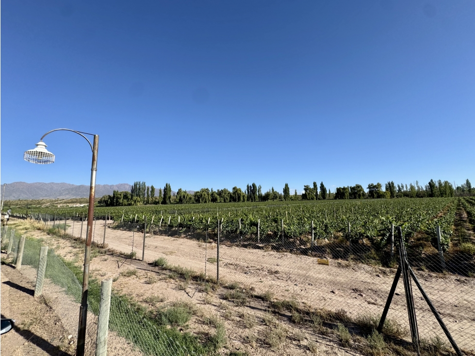 VIÑA DE ORTIZ - VISTALBA - 4
