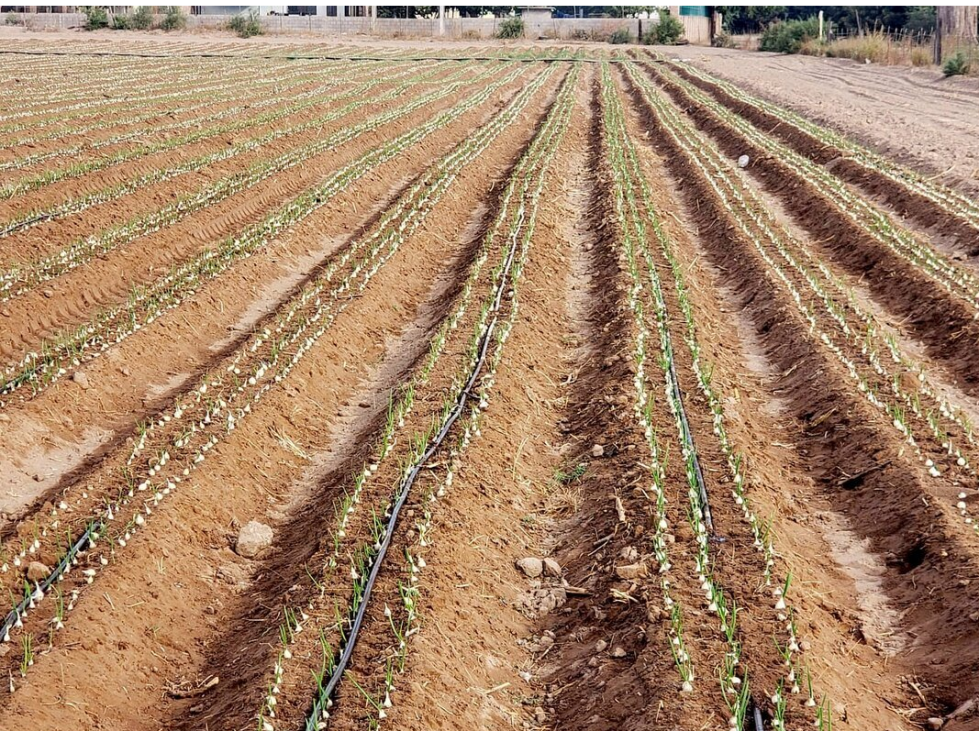 SE VENDE 17.87 HECTAREAS TERRENO AGRICOLA COL. COCORIT SONORA - 2