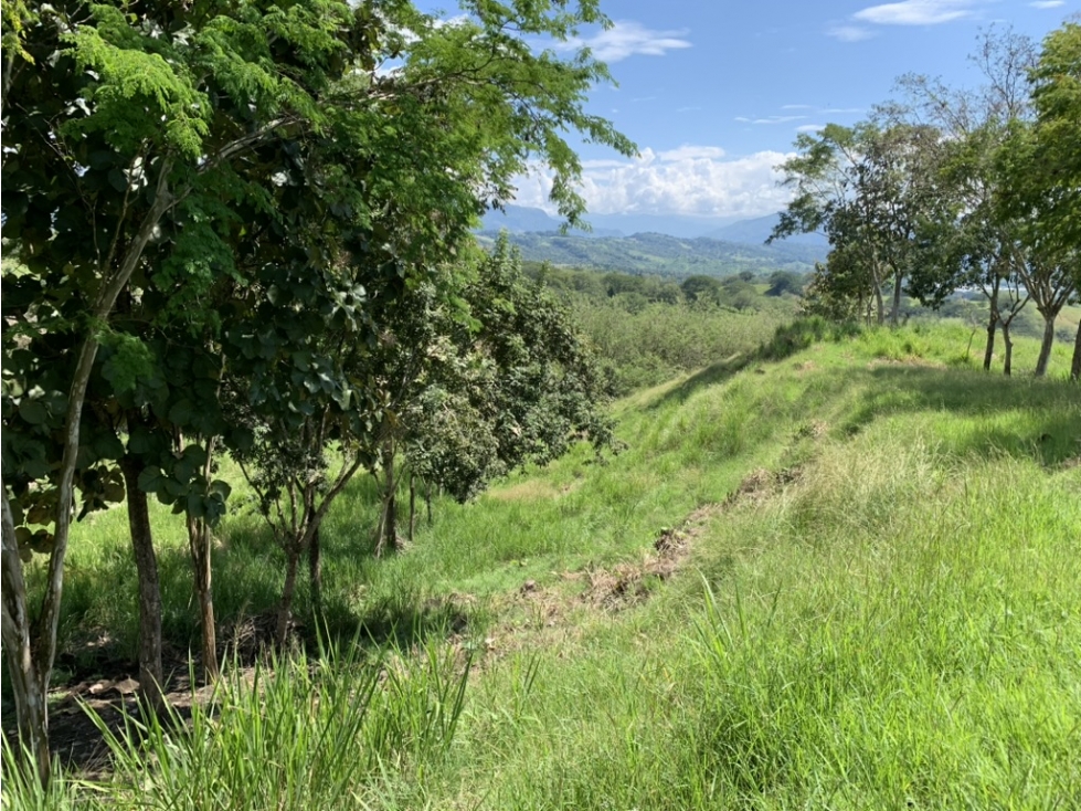 VENTA LOTE FREDONIA SUROESTE ANTIOQUEÑO - 6