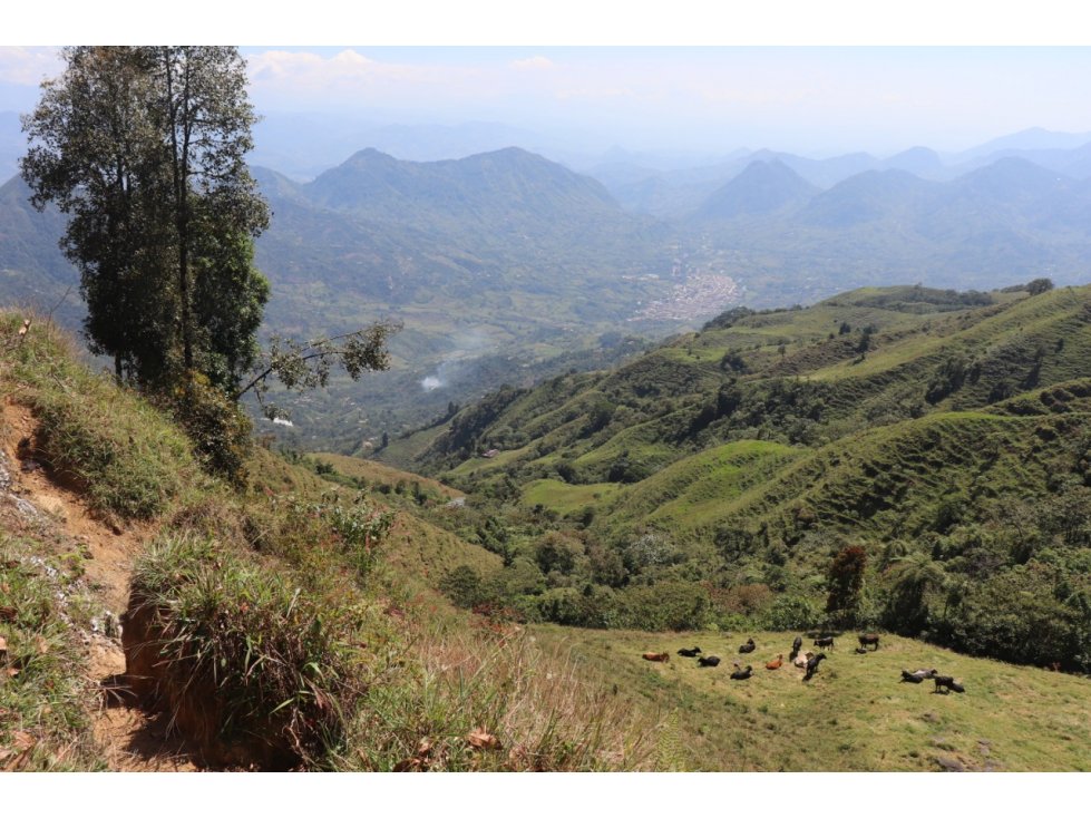 VENTA FINCA CARAMANTA, SUROESTE ANTIOQUEÑO - 5