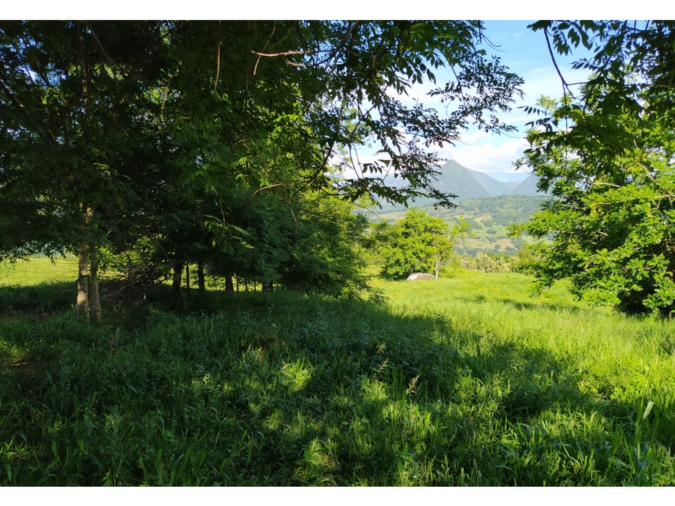 VENTA LOTE TÁMESIS, SUROESTE ANTIOQUEÑO UNIDAD CERRADA - 1