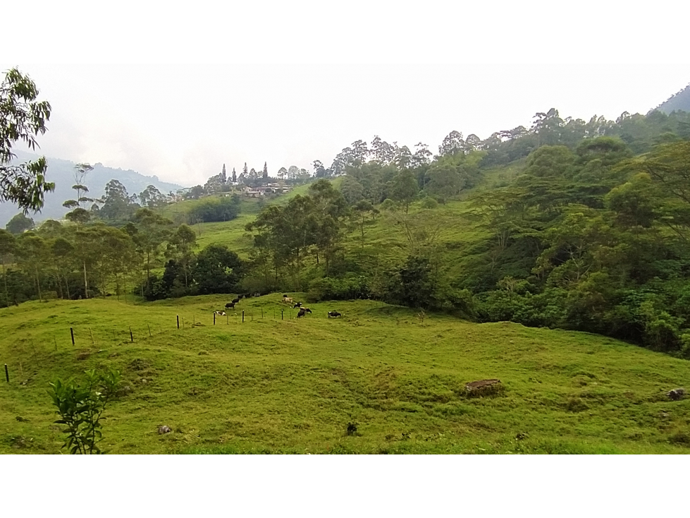 VENTA DE LOTE EN FREDONIA - SUROESTE ANTIOQUEÑO - 3