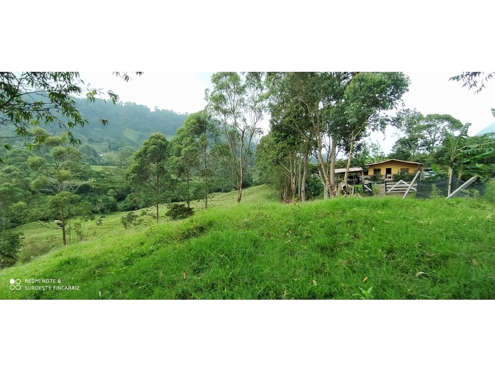VENTA DE LOTE EN FREDONIA - SUROESTE ANTIOQUEÑO - 5
