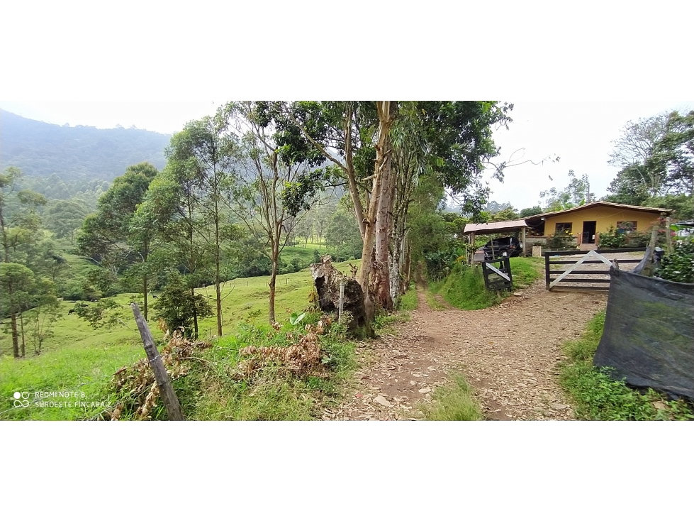 VENTA DE LOTE EN FREDONIA - SUROESTE ANTIOQUEÑO - 4