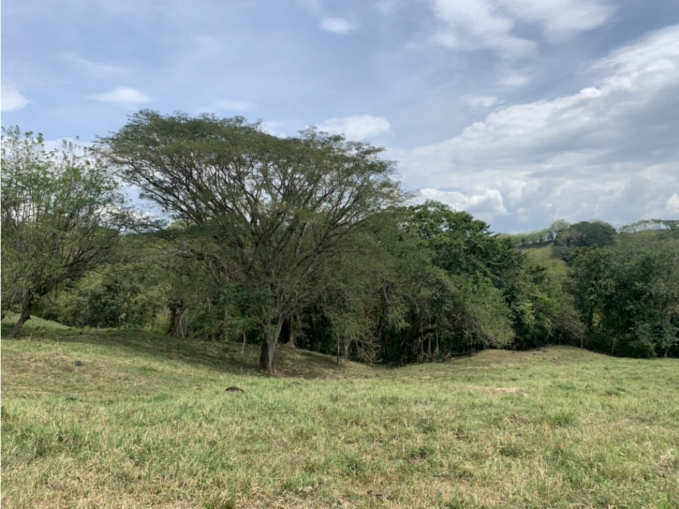 VENTA LOTE PUENTE IGLESIAS, FREDONIA SUROESTE ANTIOQUEÑO - 5