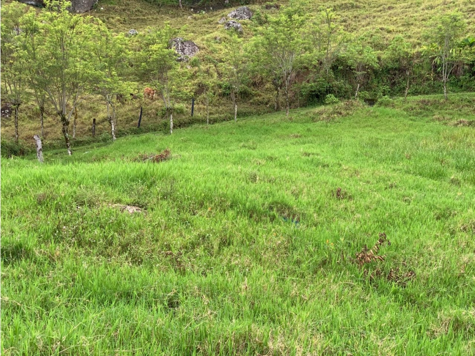 VENTA LOTE, TÁMESIS PALERMO - SUROESTE ANTIOQUEÑO - 5