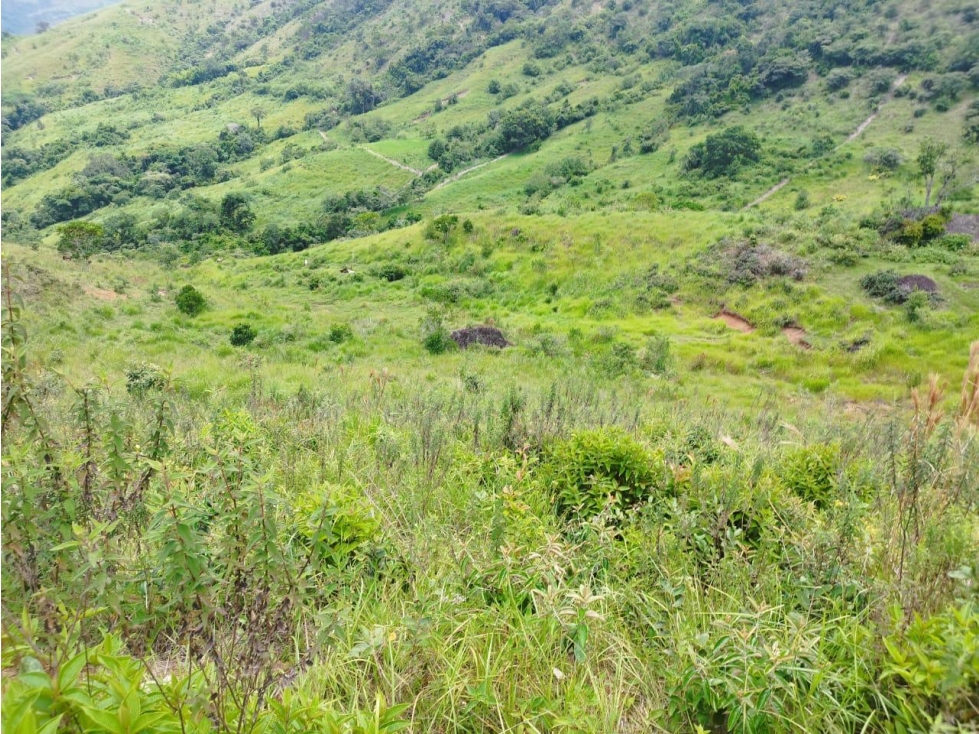 VENTA FINCA GANADERA CONCORDIA, SUROESTE ANTIOQUEÑO - 5