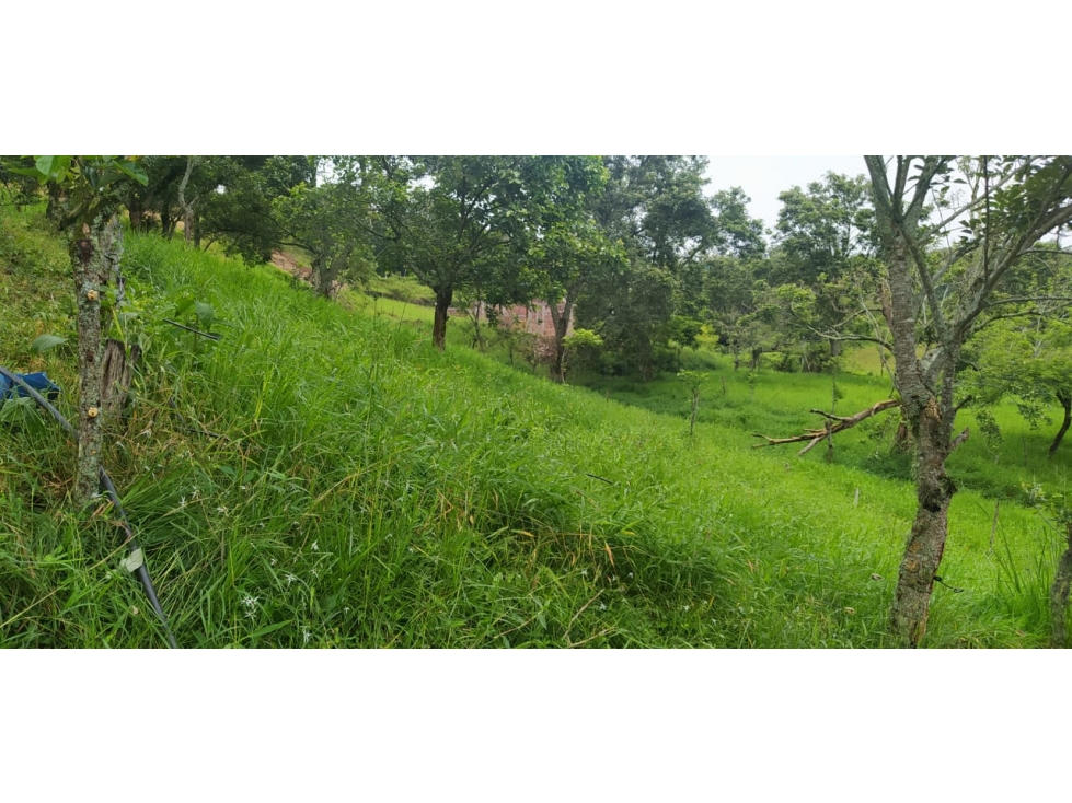 VENTA FINCA VENECIA, SUROESTE ANTIOQUEÑO - 2