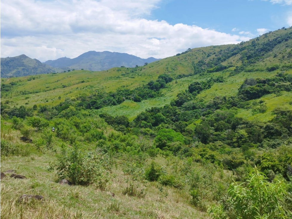 VENTA FINCA GANADERA CONCORDIA, SUROESTE ANTIOQUEÑO - 6