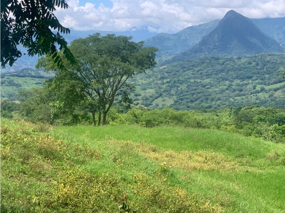 VENTA LOTE TÁMESIS, - SUROESTE ANTIOQUEÑO - 2