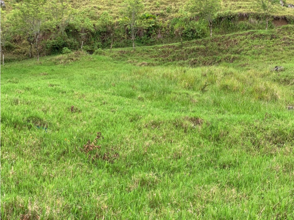 VENTA LOTE, TÁMESIS PALERMO - SUROESTE ANTIOQUEÑO - 6