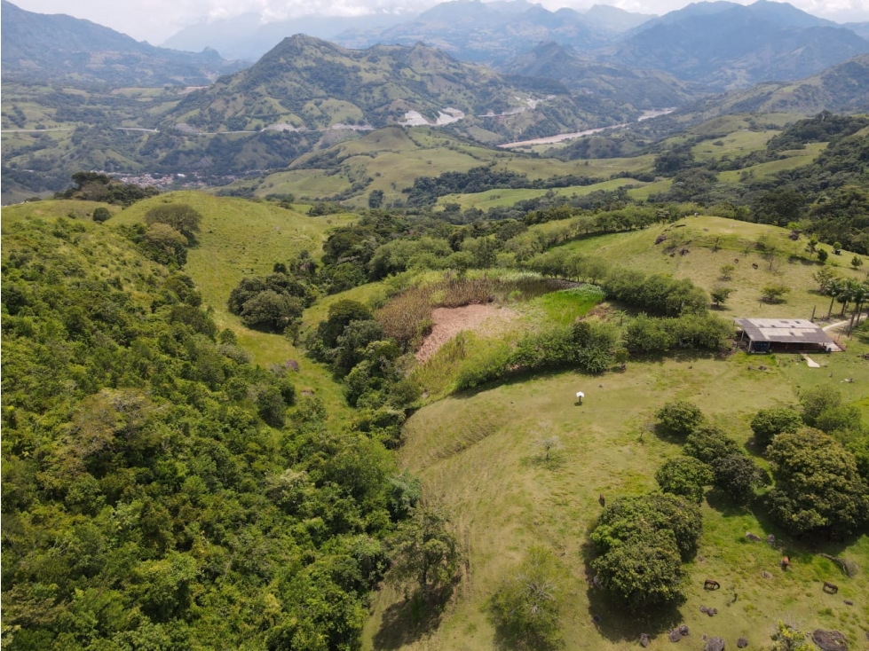 VENTA FINCA BOLOMBOLO, SUROESTE ANTIOQUEÑO. - 5