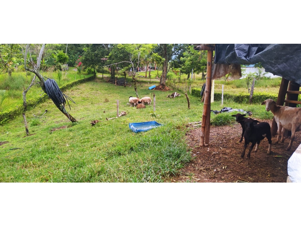 VENTA LOTE VENECIA, SUROESTE ANTIOQUEÑO - 6