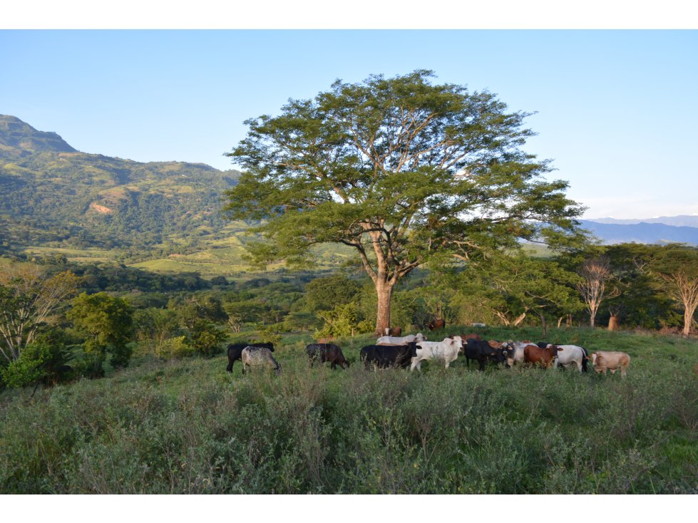 VENTA LOTE EN LA BOTERO, JERICÓ SUROESTE ANTIOQUEÑO. - 1