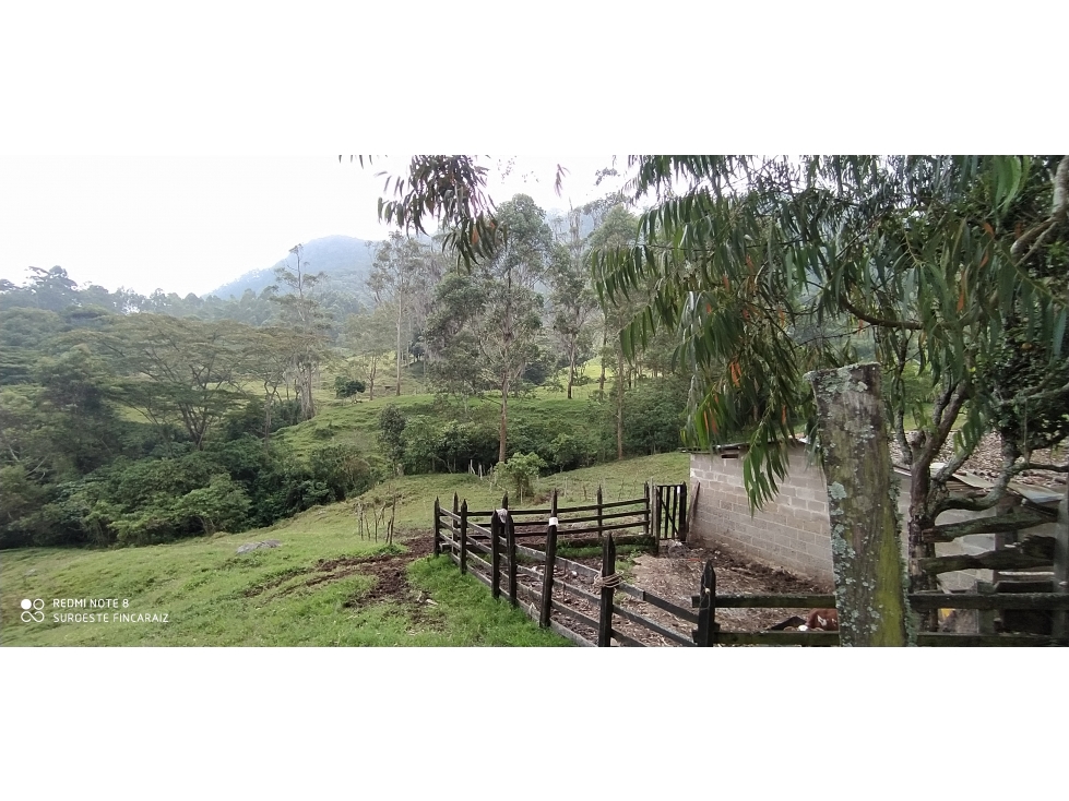 VENTA DE LOTE EN FREDONIA - SUROESTE ANTIOQUEÑO - 6