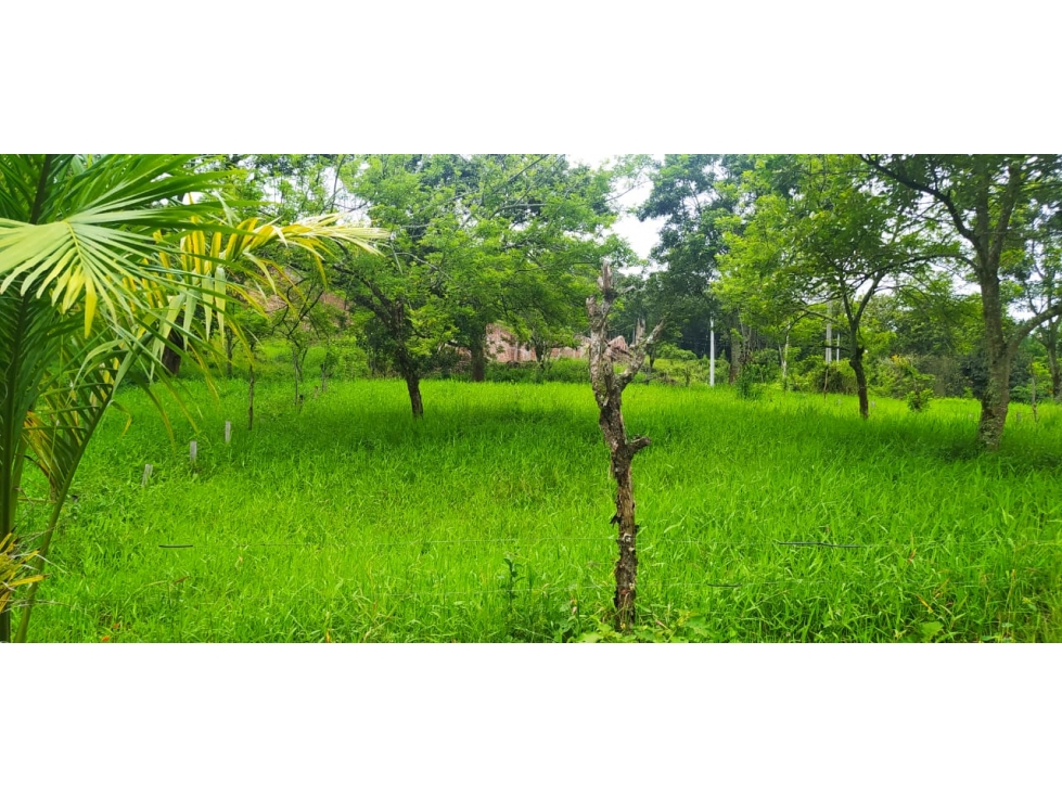 VENTA FINCA VENECIA, SUROESTE ANTIOQUEÑO - 4
