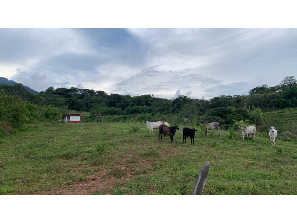VENTA LOTE VALPARAISO, SUROESTE ANTIOQUEÑO — foto 4