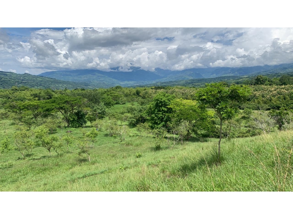 VENTA LOTE TÁMESIS - SUROESTE ANTIOQUEÑO - 2