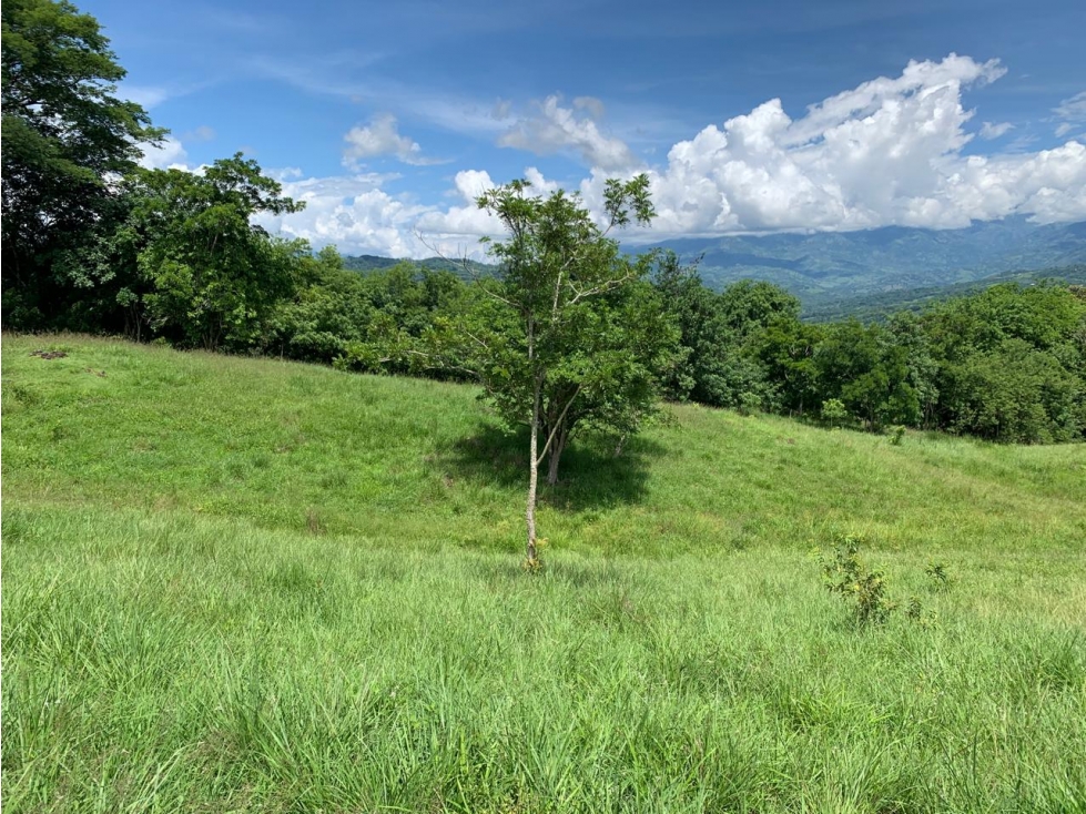 VENTA LOTE TÁMESIS - SUROESTE ANTIOQUEÑO - 5