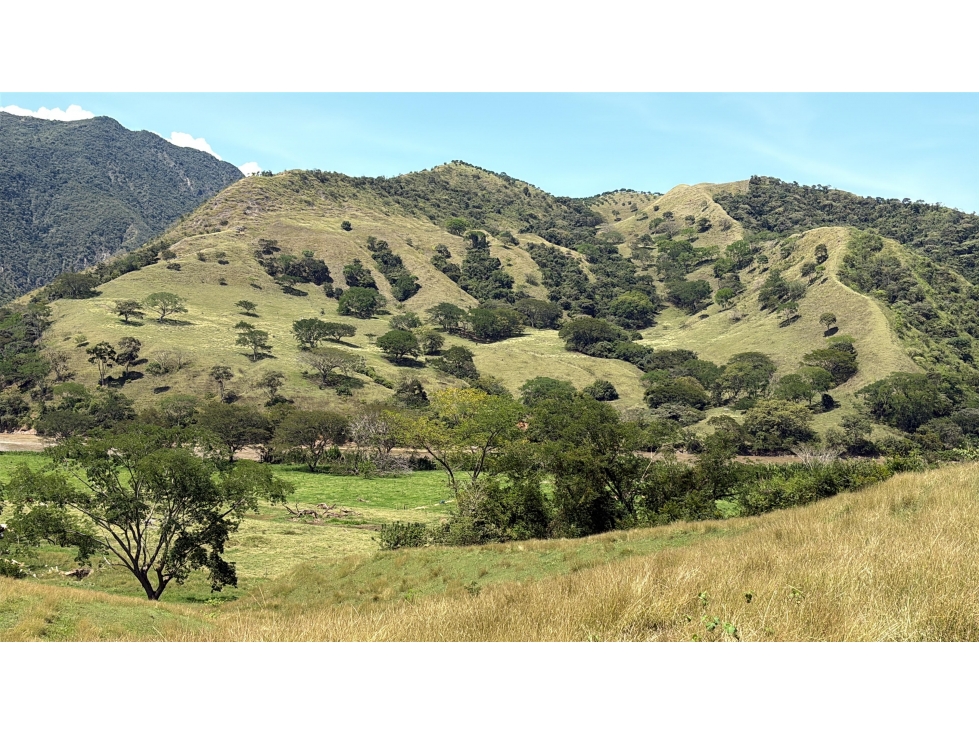 VENTA FINCA, BETULIA SUROESTE ANTIOQUEÑO - 6