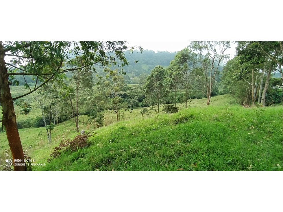 VENTA DE LOTE EN FREDONIA - SUROESTE ANTIOQUEÑO - 2