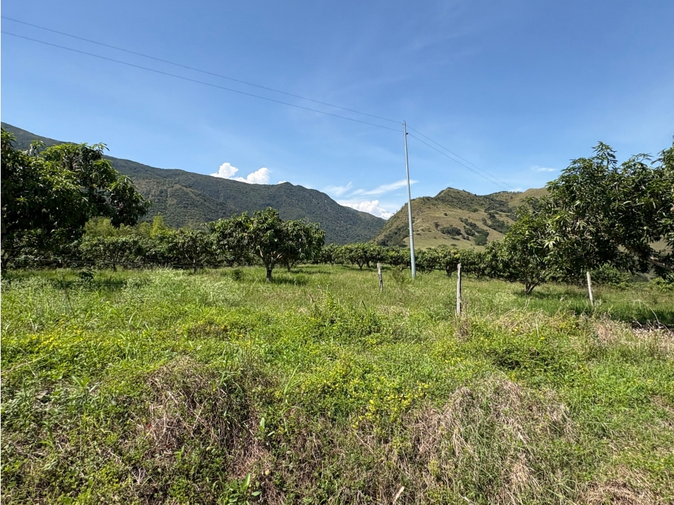 VENTA FINCA, BETULIA SUROESTE ANTIOQUEÑO - 3
