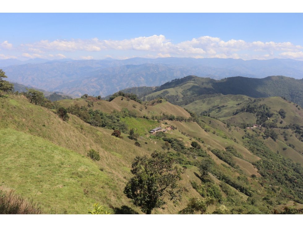 VENTA FINCA CARAMANTA, SUROESTE ANTIOQUEÑO - 2