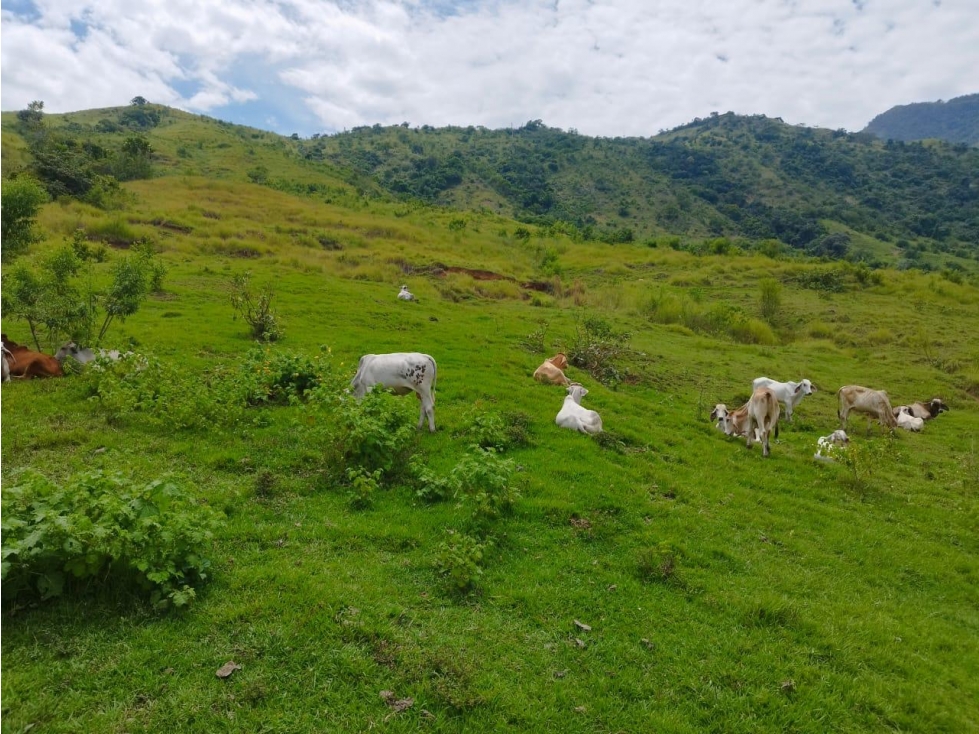 VENTA FINCA GANADERA CONCORDIA, SUROESTE ANTIOQUEÑO - 4