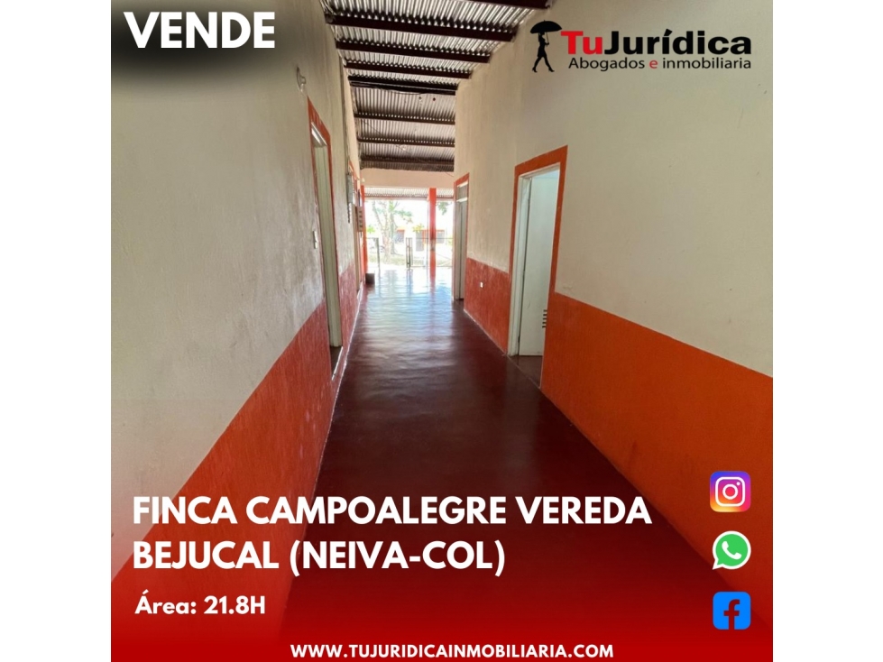SE VENDE ESPECTACULAR FINCA - VEREDA BEJUCAL (CAMPOALEGRE-HUI-CO) - 4