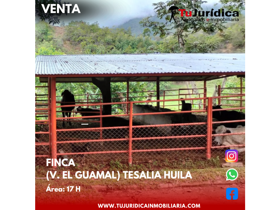 SE VENDE ESPECTACULAR FINCA V. EL GUAMAL TESALIA (HUI-COL) - 5