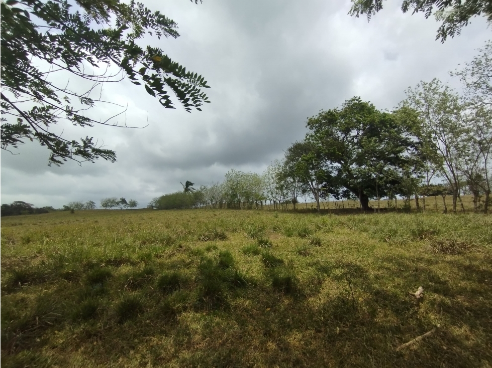 Se Vende Finca de 16 Has en Llanito Verde La Chorrera (DR) - 6