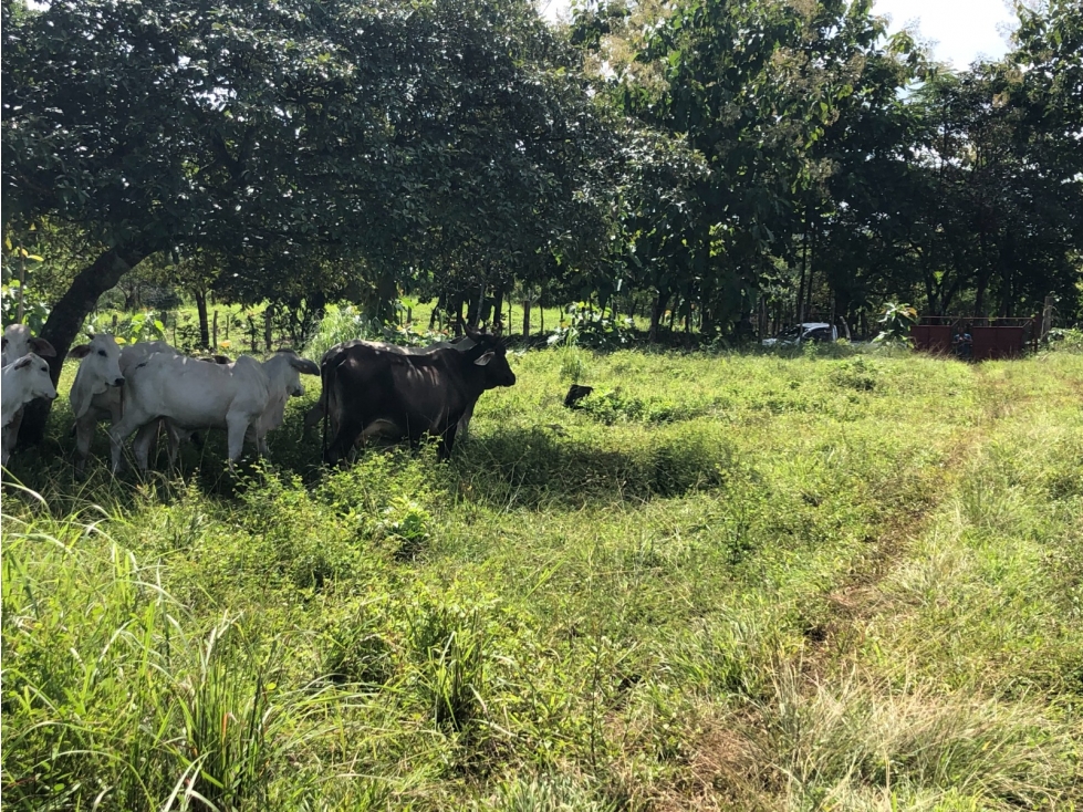 Terreno en venta de 12,907m2 en Montijo-Veraguas (DR) - 6
