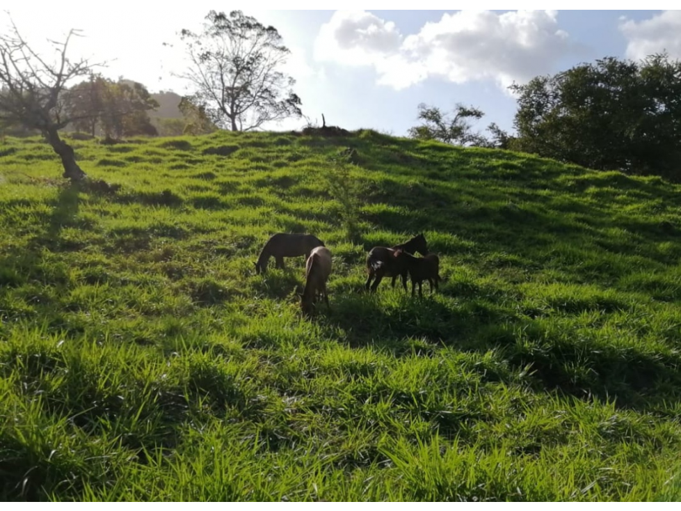 Se Vende Finca de 25 Hectáreas en La Unión de Azuero, Chepo - 1