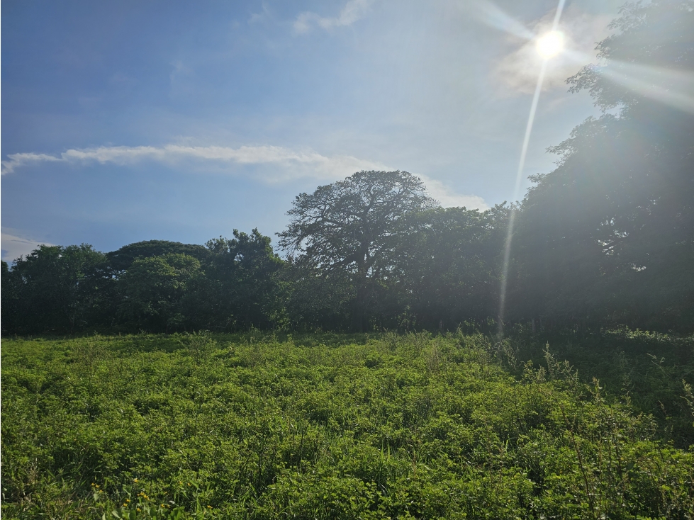 Se Vende Finca de 65 hectáreas en Antón - 4