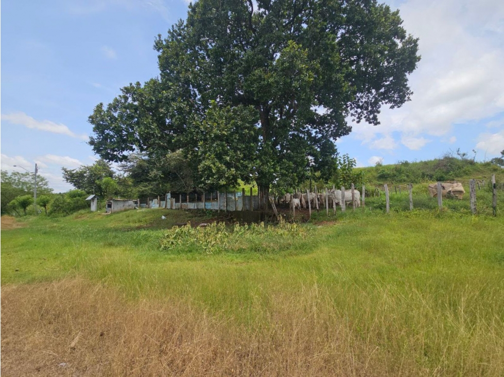 Se vende finca de 116 HAS para uso ganadero en Penonomé - 2