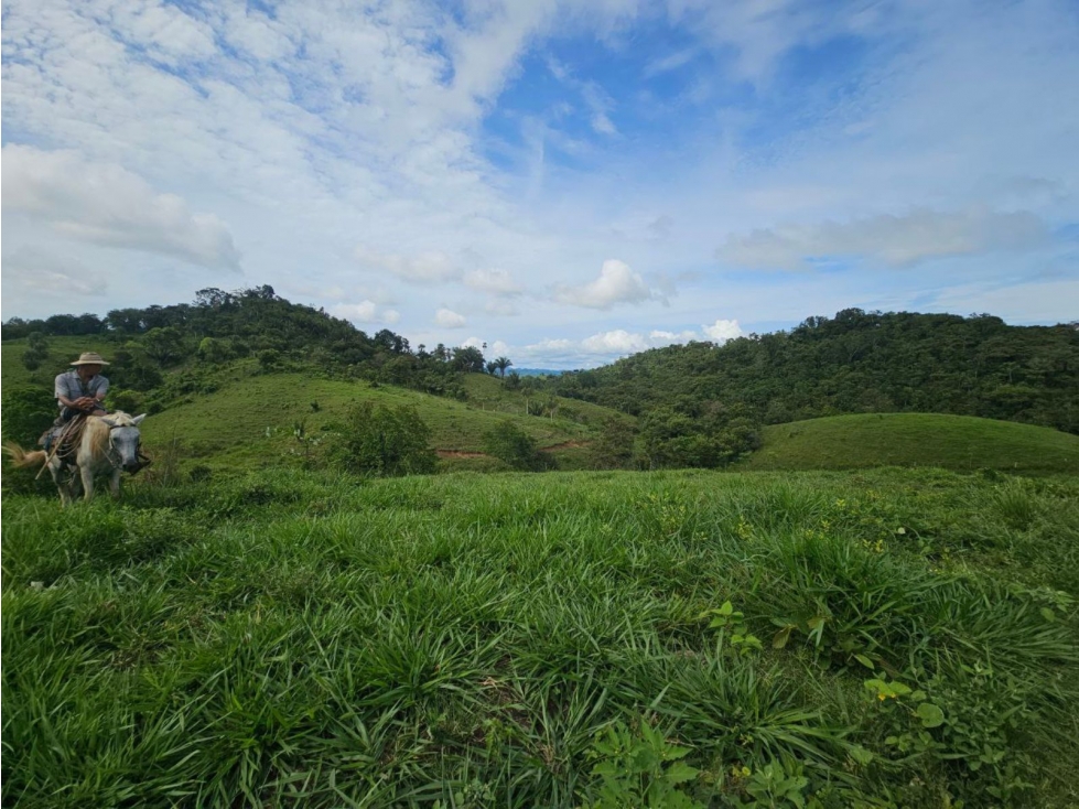 Se vende finca de 126 hectáreas en Metetí, Darién - 1