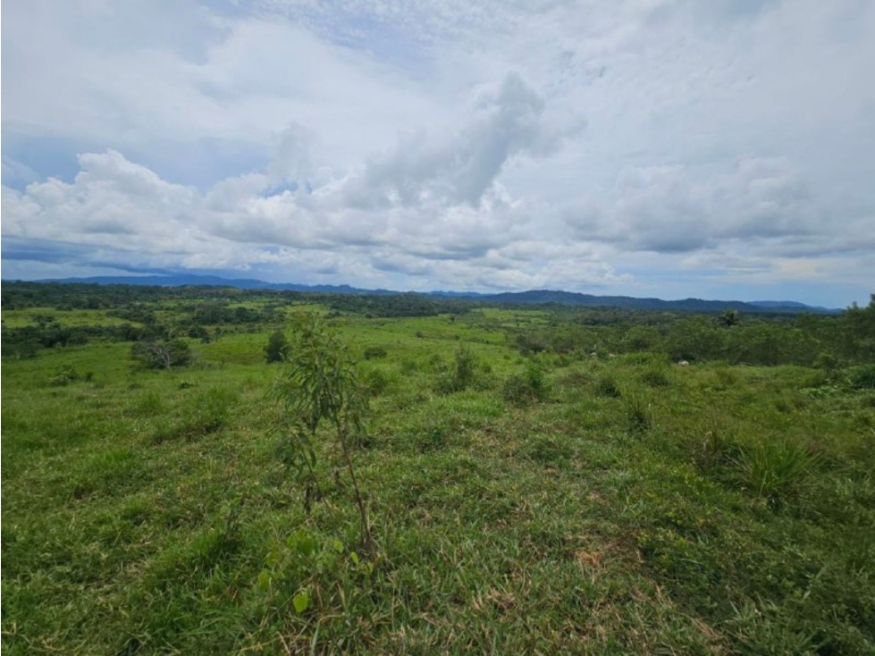 Se Vende Finca ganadera de 152 has en Darién - 1