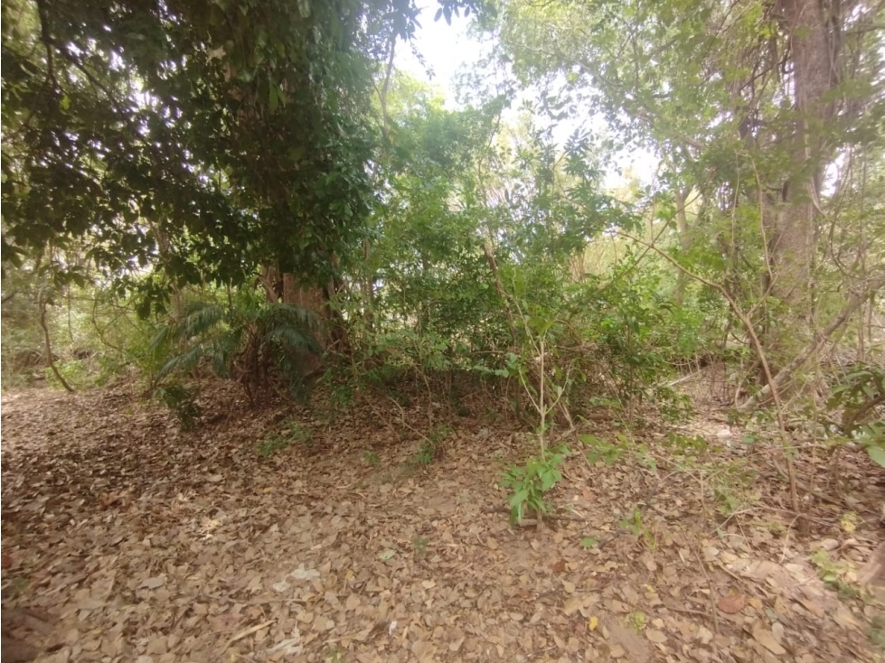 Se Vende Finca de 15 HAS con 250mt2 en Bejuco-Panamá Oeste (DR) — foto 3