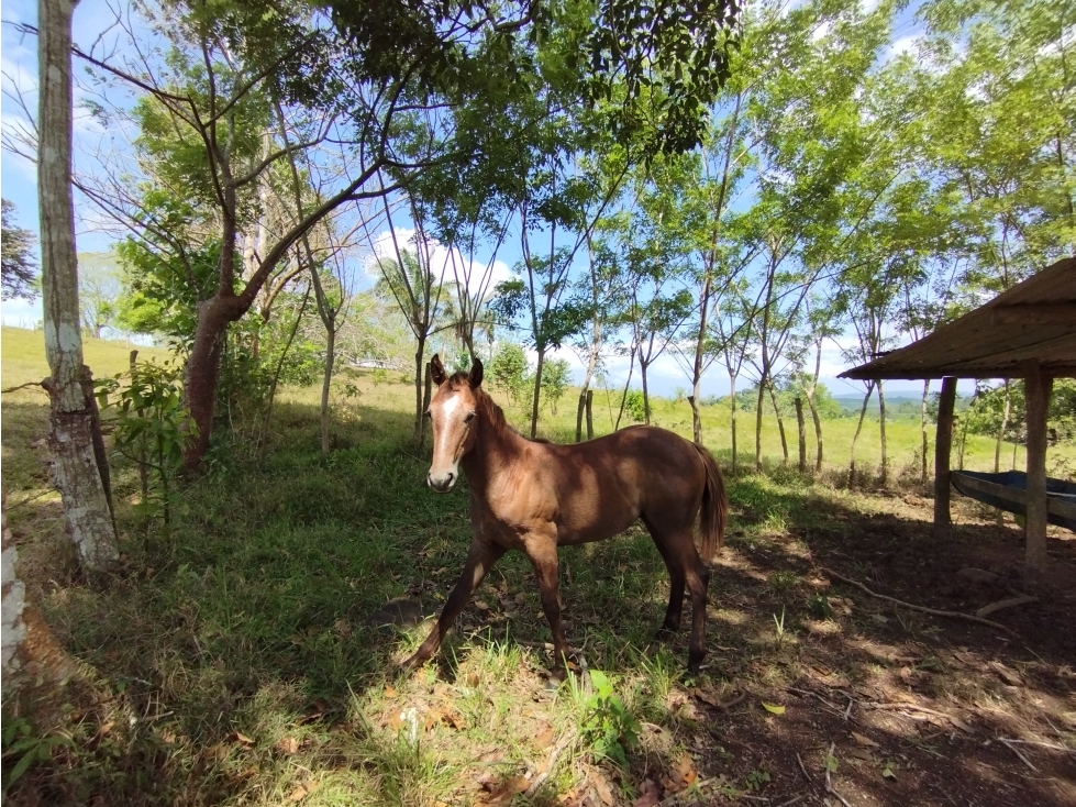 Se Vende Finca de 15 HAS el Lirio Arraijan (DR) — foto 5