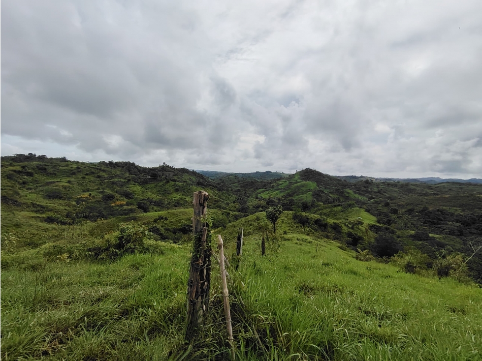 Se Vende Finca de 170 Hectáreas en Capira-Cacao - 3